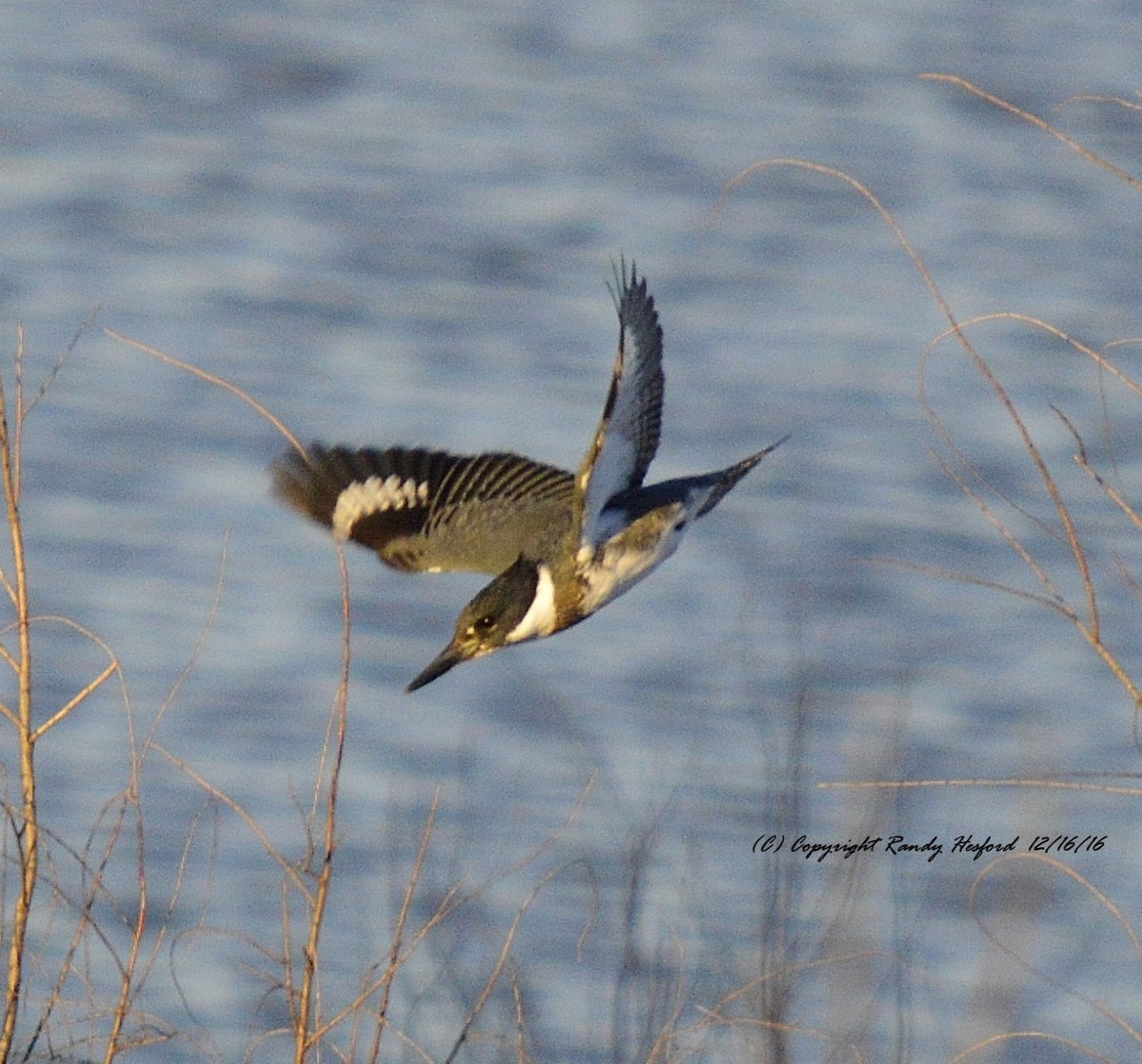 Belted Kingfisher - ML131831621