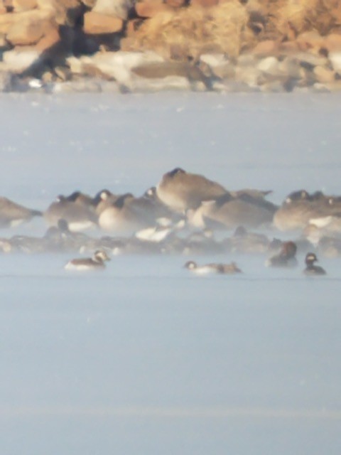 Long-tailed Duck - ML131834651