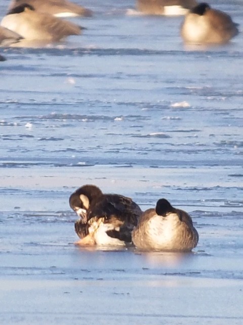 Greater White-fronted x Canada Goose (hybrid) - John-Edd  Brown