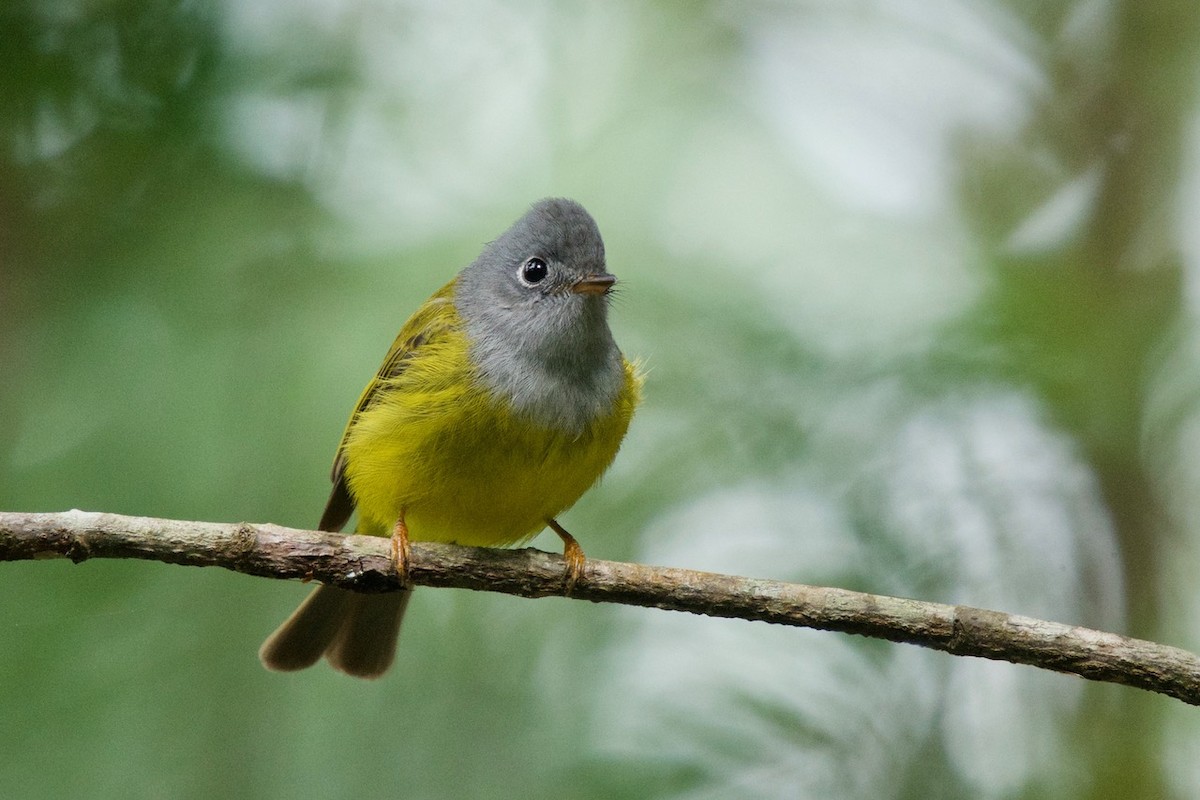 Gray-headed Canary-Flycatcher - ML131835021