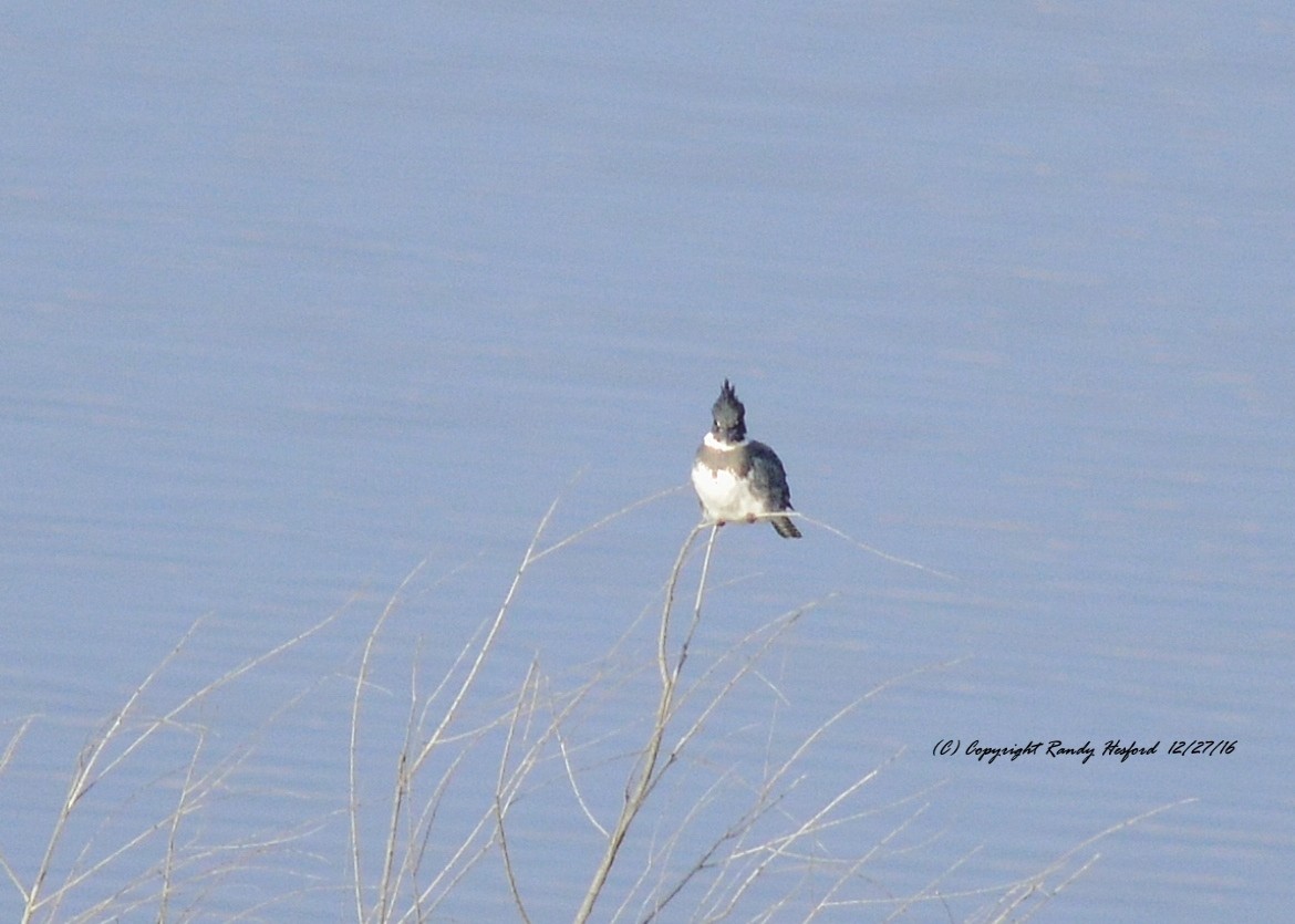 Belted Kingfisher - ML131835301