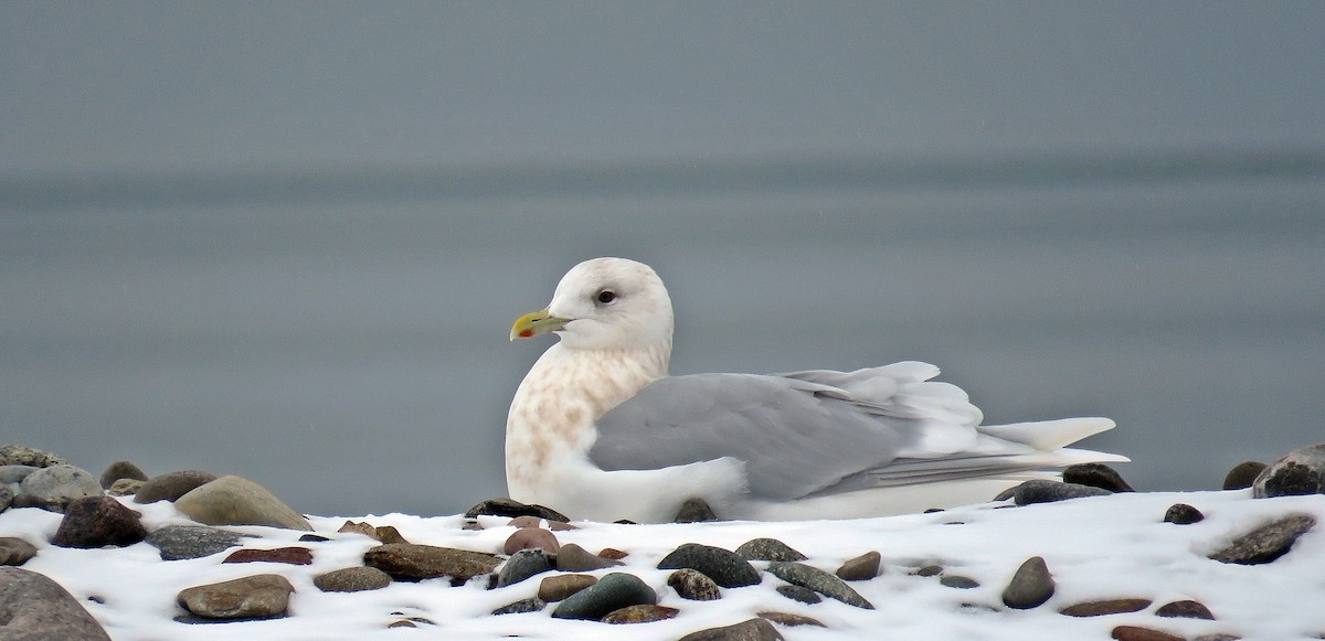 Iceland Gull (kumlieni) - Ken Burton