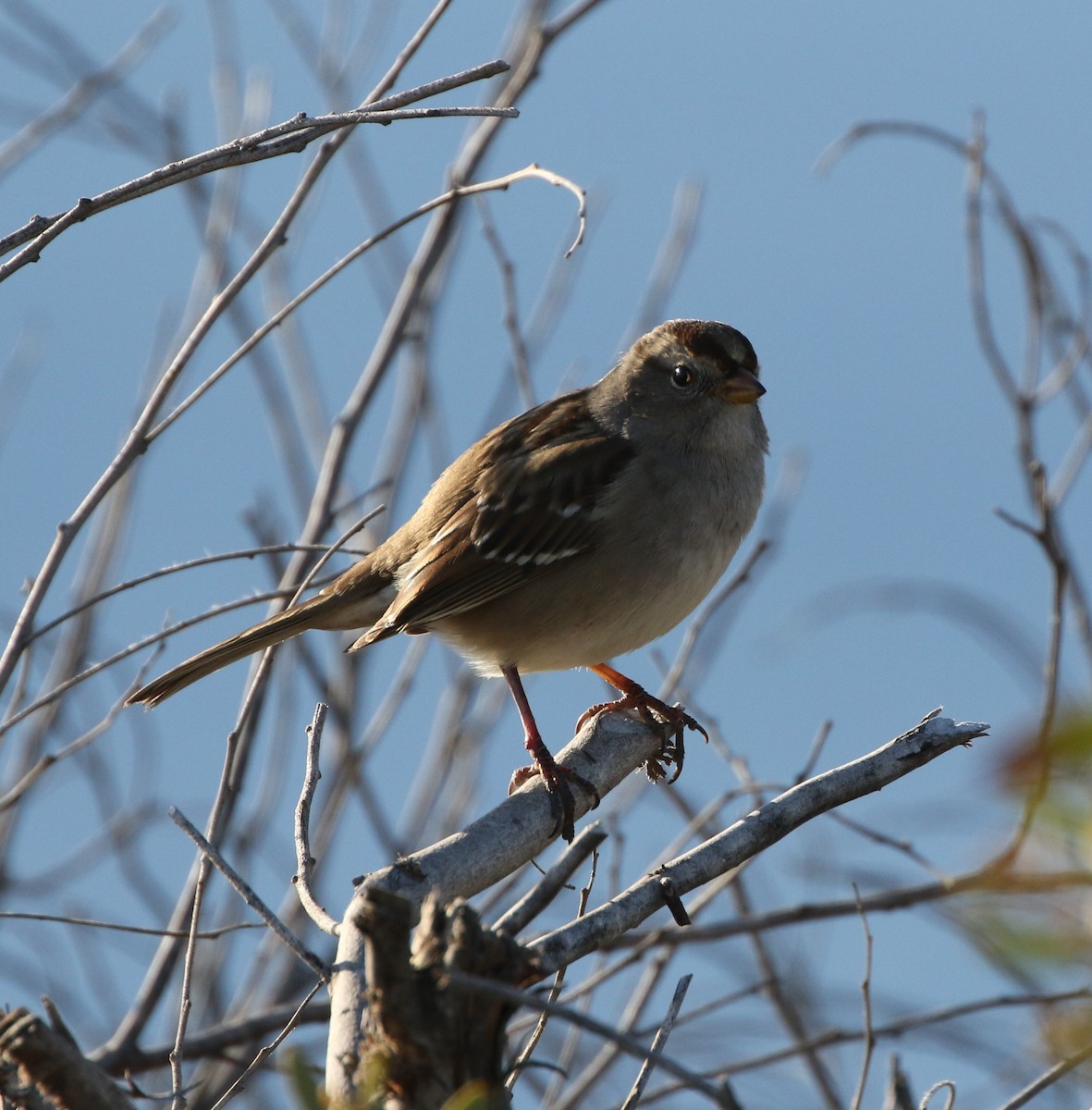 White-crowned Sparrow - ML131840241
