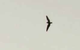 Short-tailed Nighthawk - ML131842051