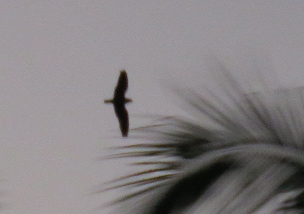 Short-tailed Nighthawk - ML131842071