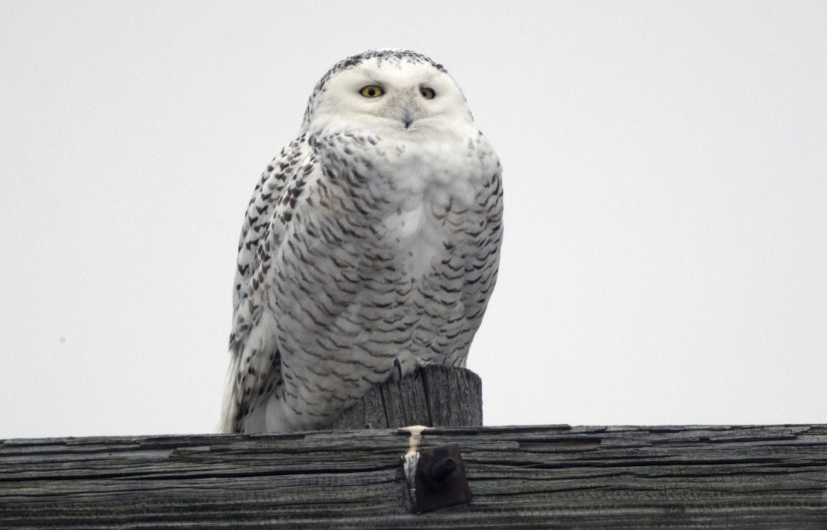 Snowy Owl - ML131848491