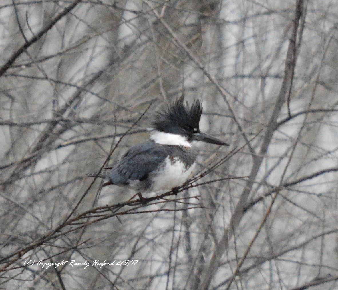 Belted Kingfisher - ML131850561