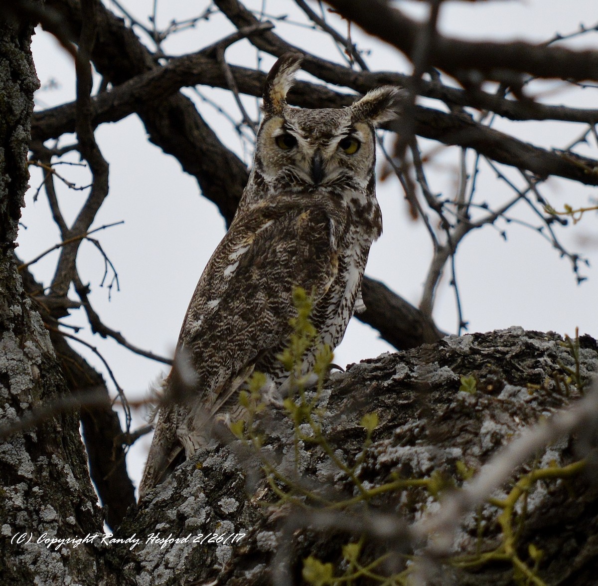 Great Horned Owl - ML131851841