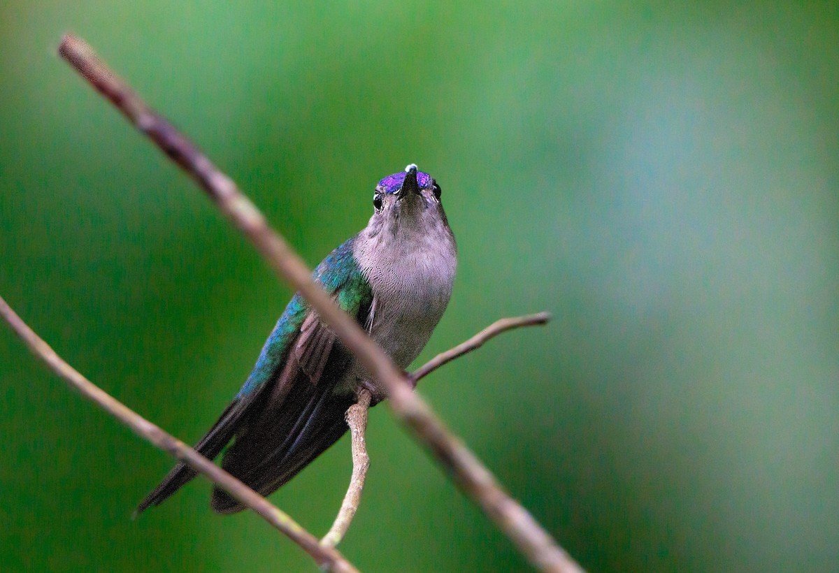 kolibřík klínoocasý - ML131856031