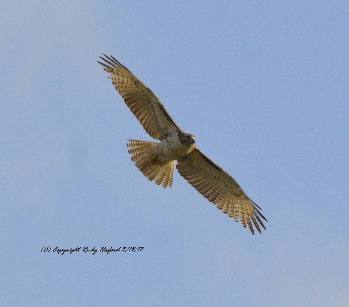 Red-tailed Hawk - ML131856041