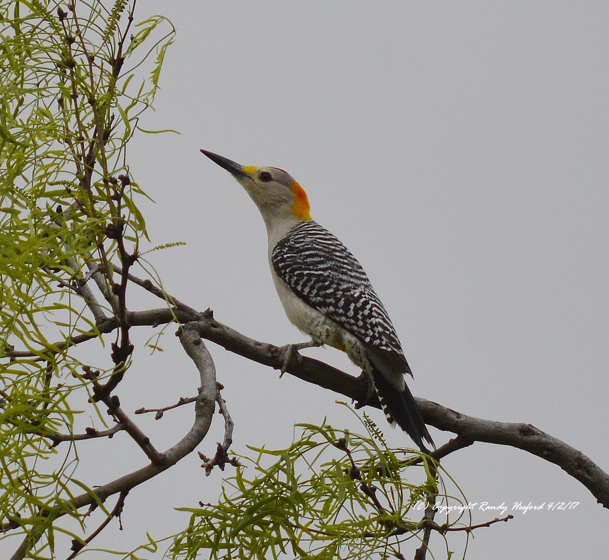 Golden-fronted Woodpecker - ML131857551