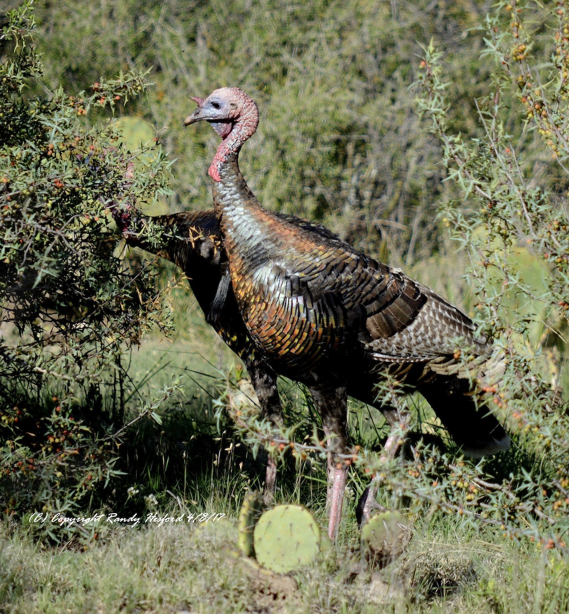 Wild Turkey - ML131859301