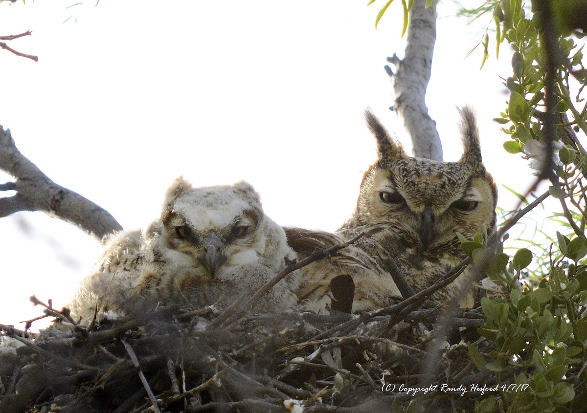 Great Horned Owl - ML131859371