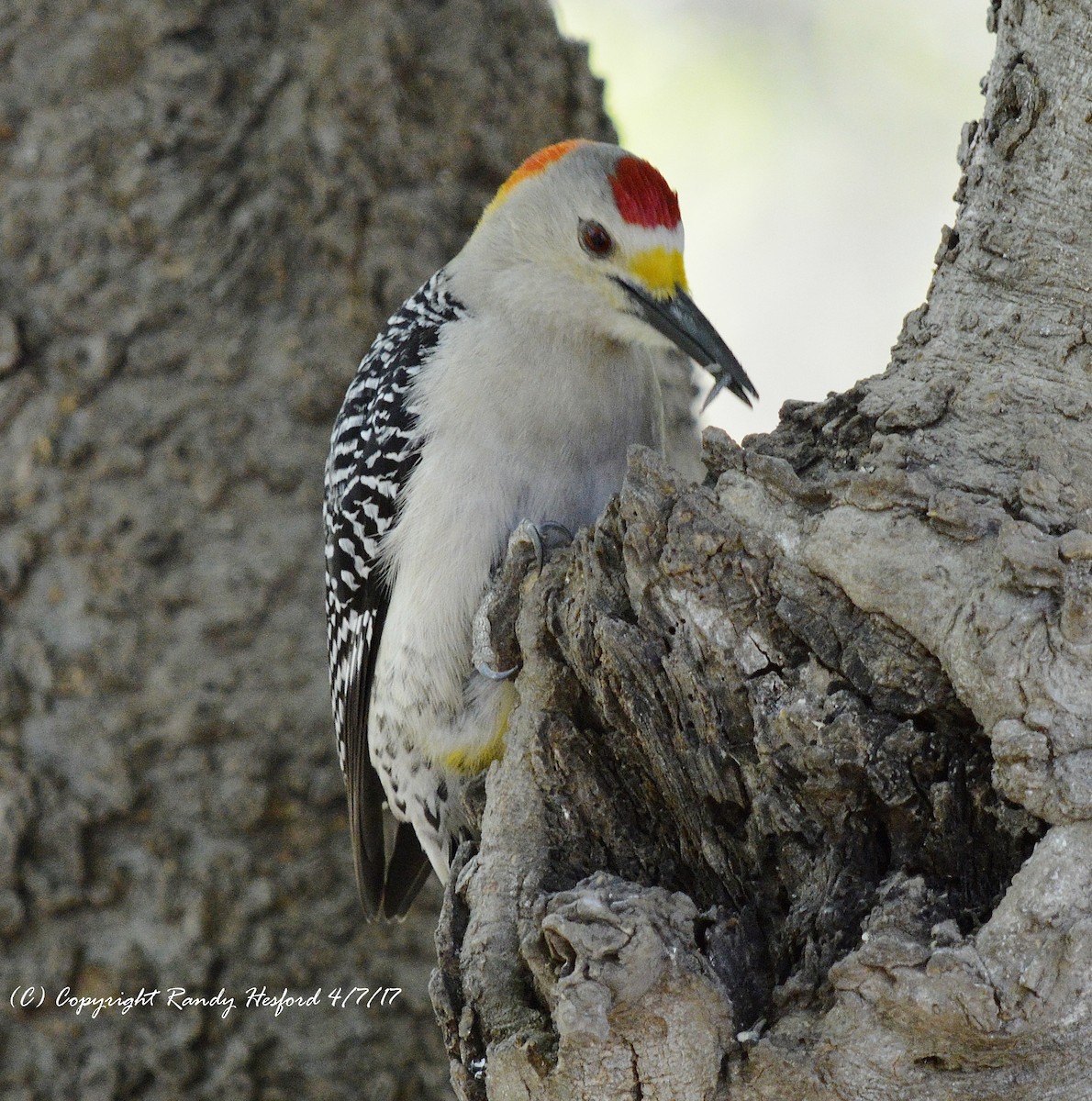 Golden-fronted Woodpecker - ML131859461