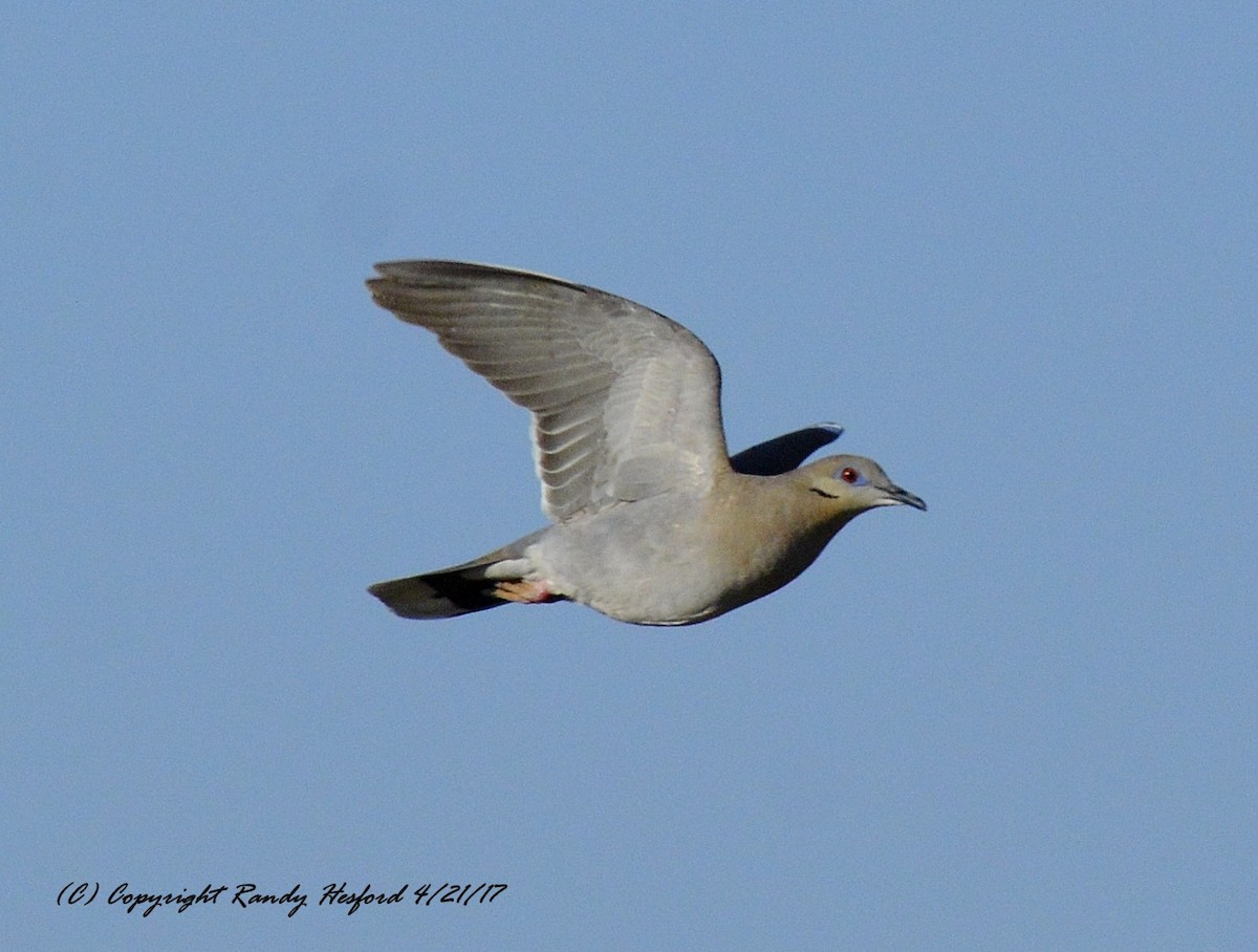 White-winged Dove - ML131860601