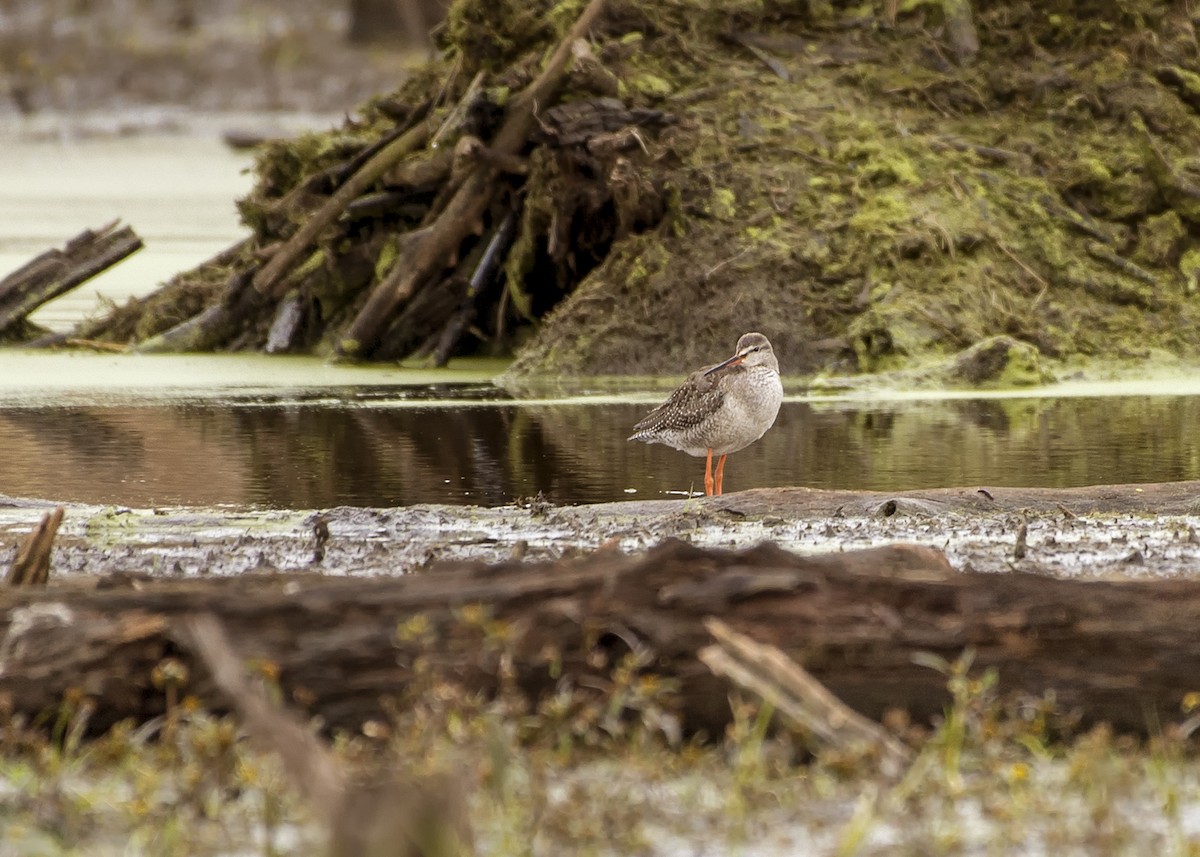 Spotted Redshank - Amy Hodson