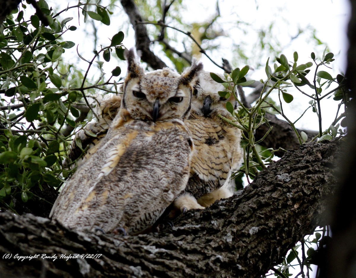 Great Horned Owl - ML131861351