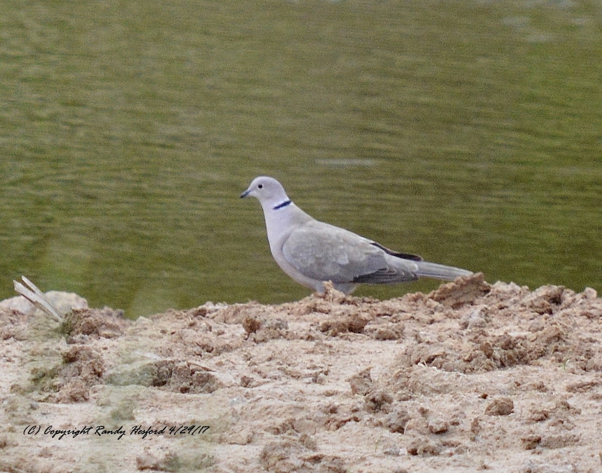 Eurasian Collared-Dove - ML131862871