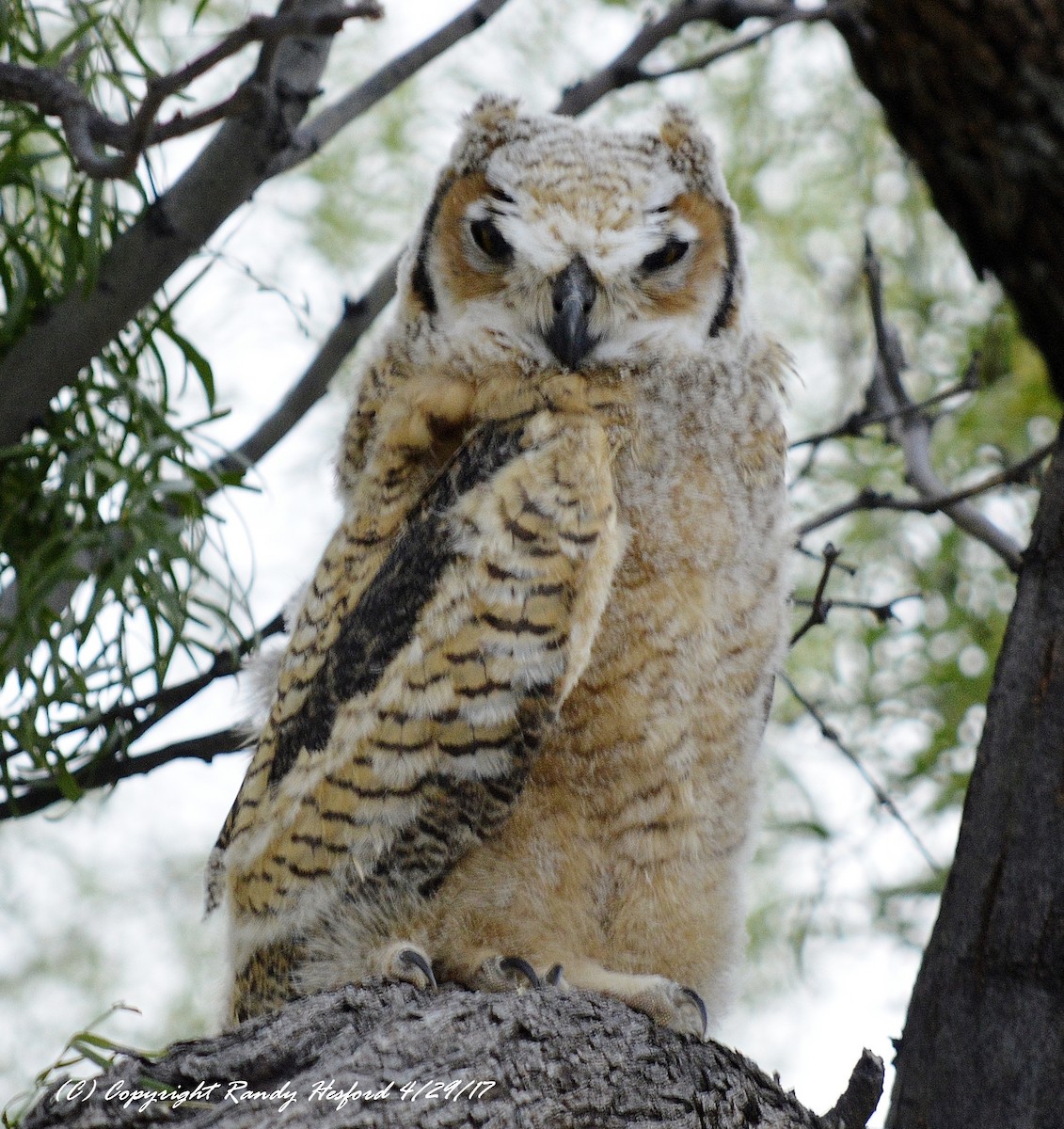 Great Horned Owl - ML131863051