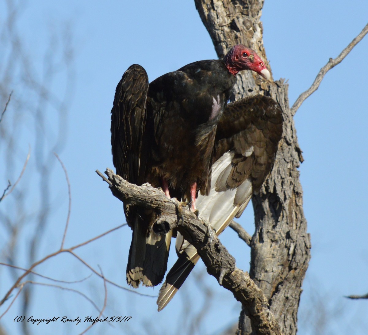 Turkey Vulture - ML131863911
