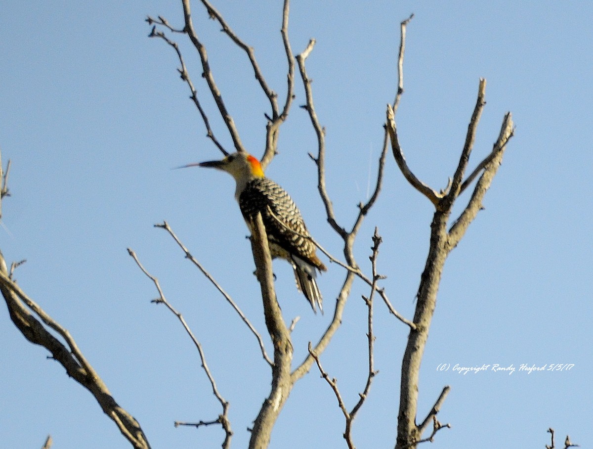 Golden-fronted Woodpecker - ML131864081