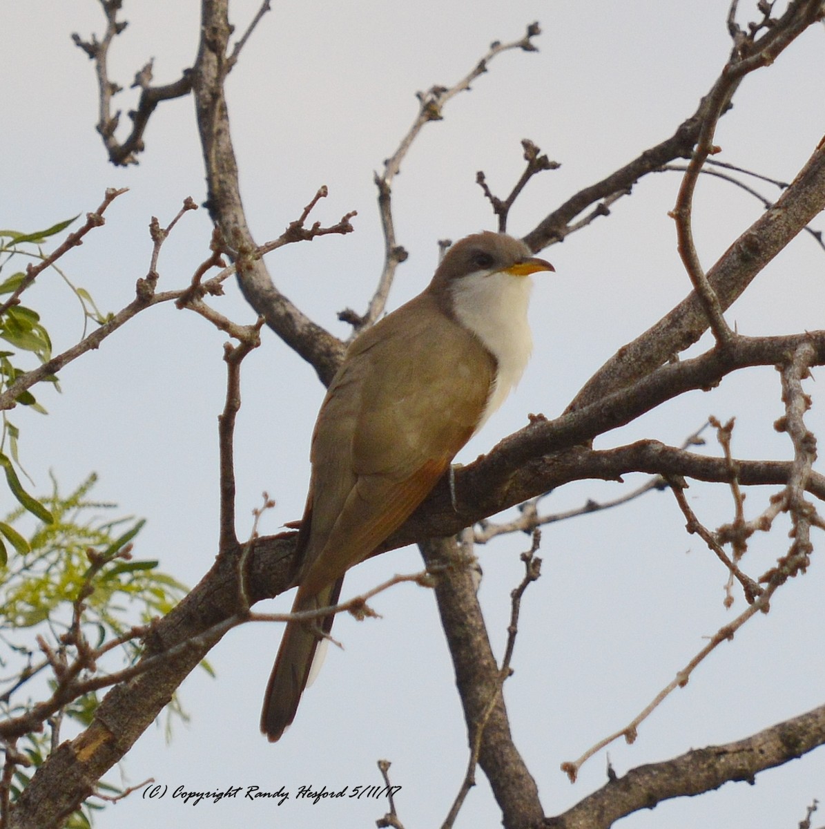Yellow-billed Cuckoo - ML131865591