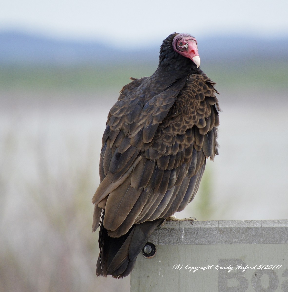 Turkey Vulture - ML131866111