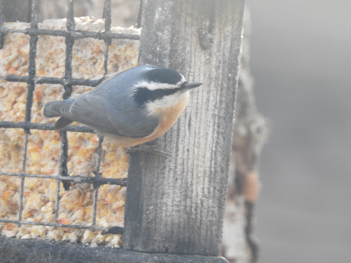 Red-breasted Nuthatch - ML131866641