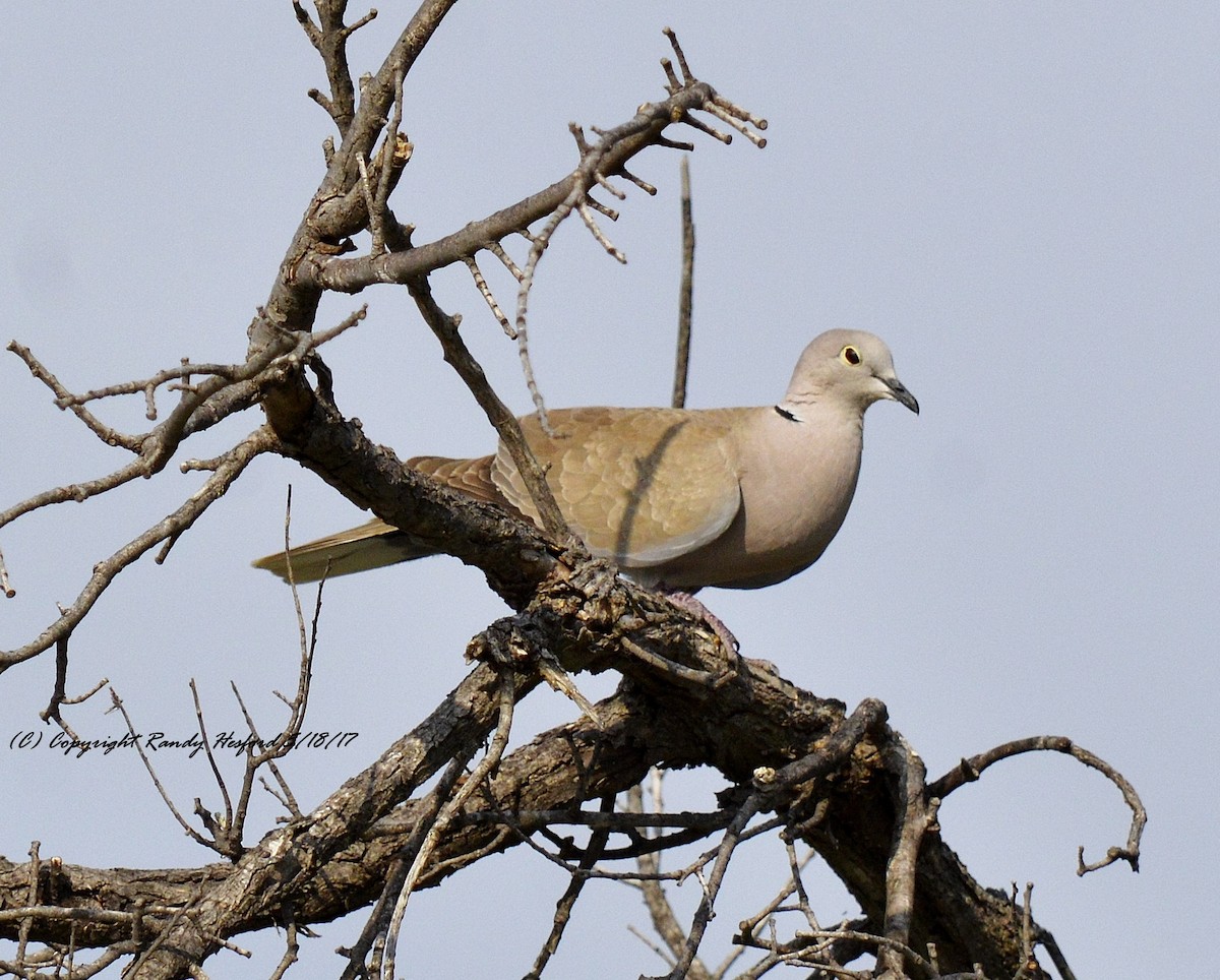 Eurasian Collared-Dove - ML131866741