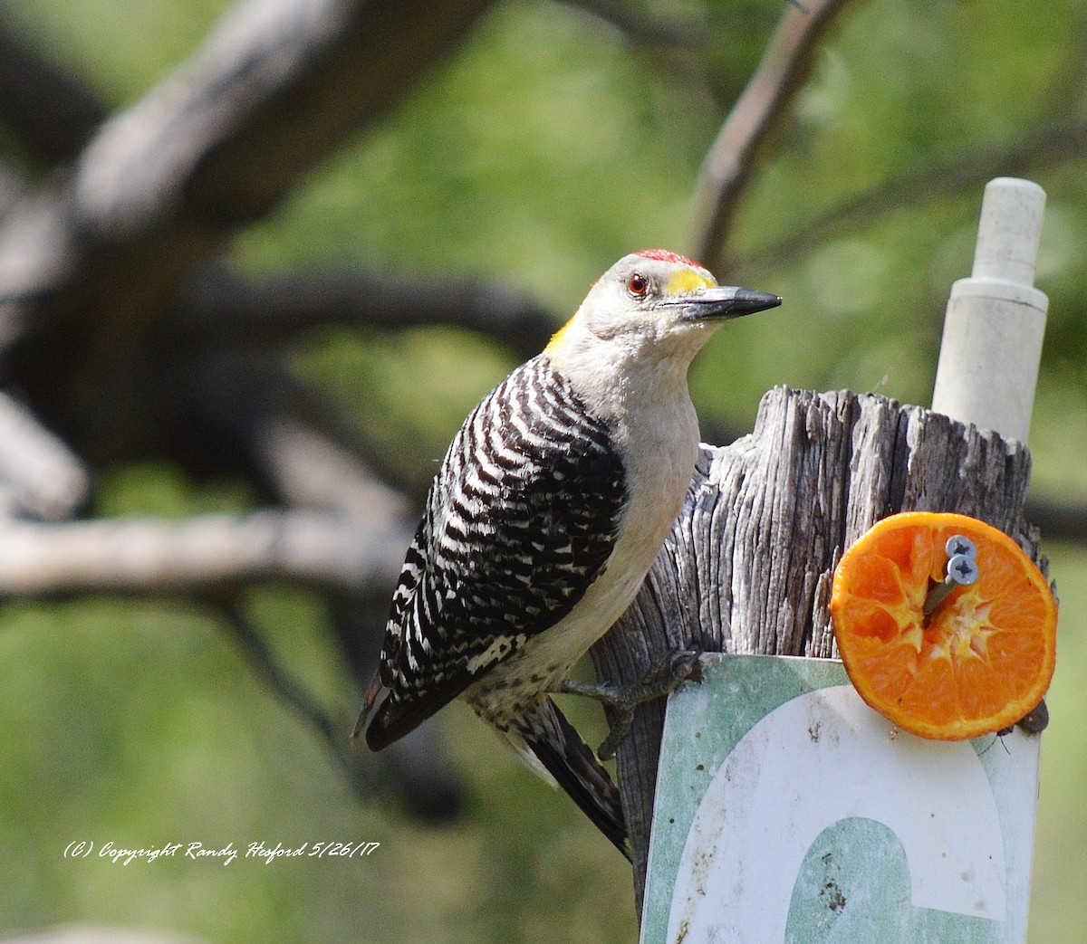 Golden-fronted Woodpecker - ML131869281