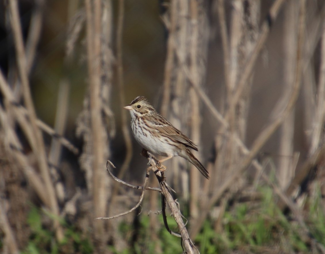 Savannah Sparrow - ML131869501