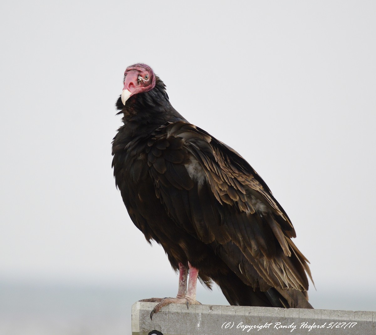 Turkey Vulture - ML131869711