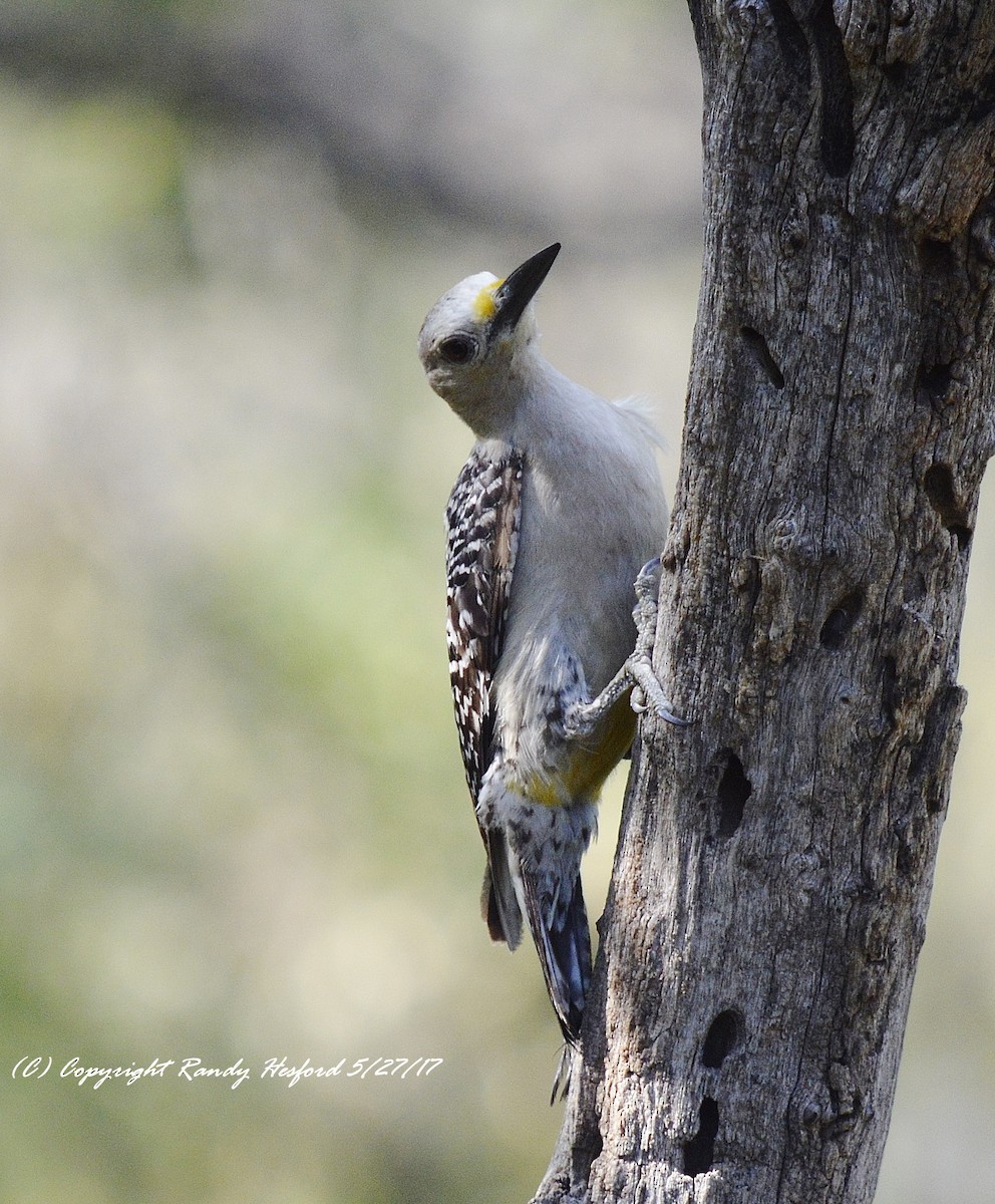 Golden-fronted Woodpecker - ML131869781