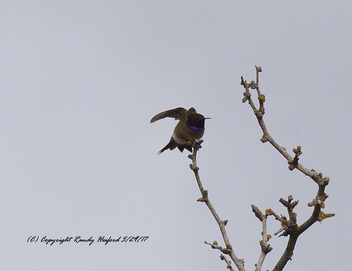 Black-chinned Hummingbird - ML131869941
