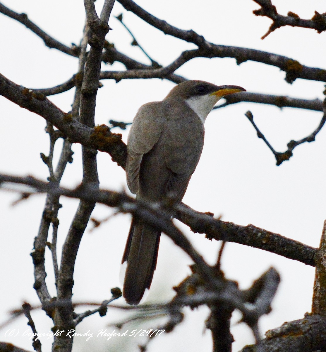 Yellow-billed Cuckoo - ML131870041