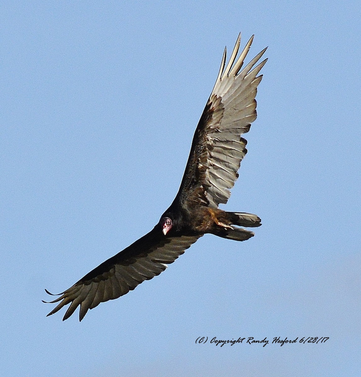Turkey Vulture - ML131872591