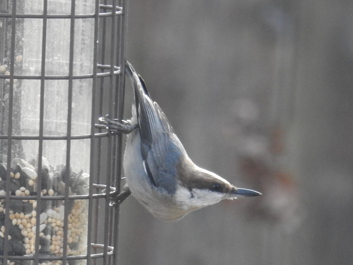 Brown-headed Nuthatch - ML131872961