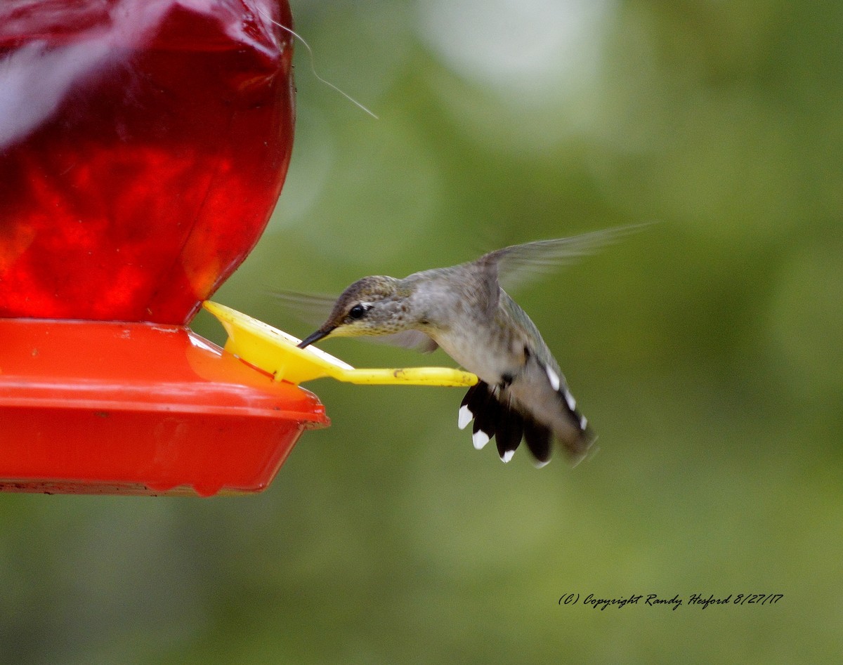 Black-chinned Hummingbird - ML131873511