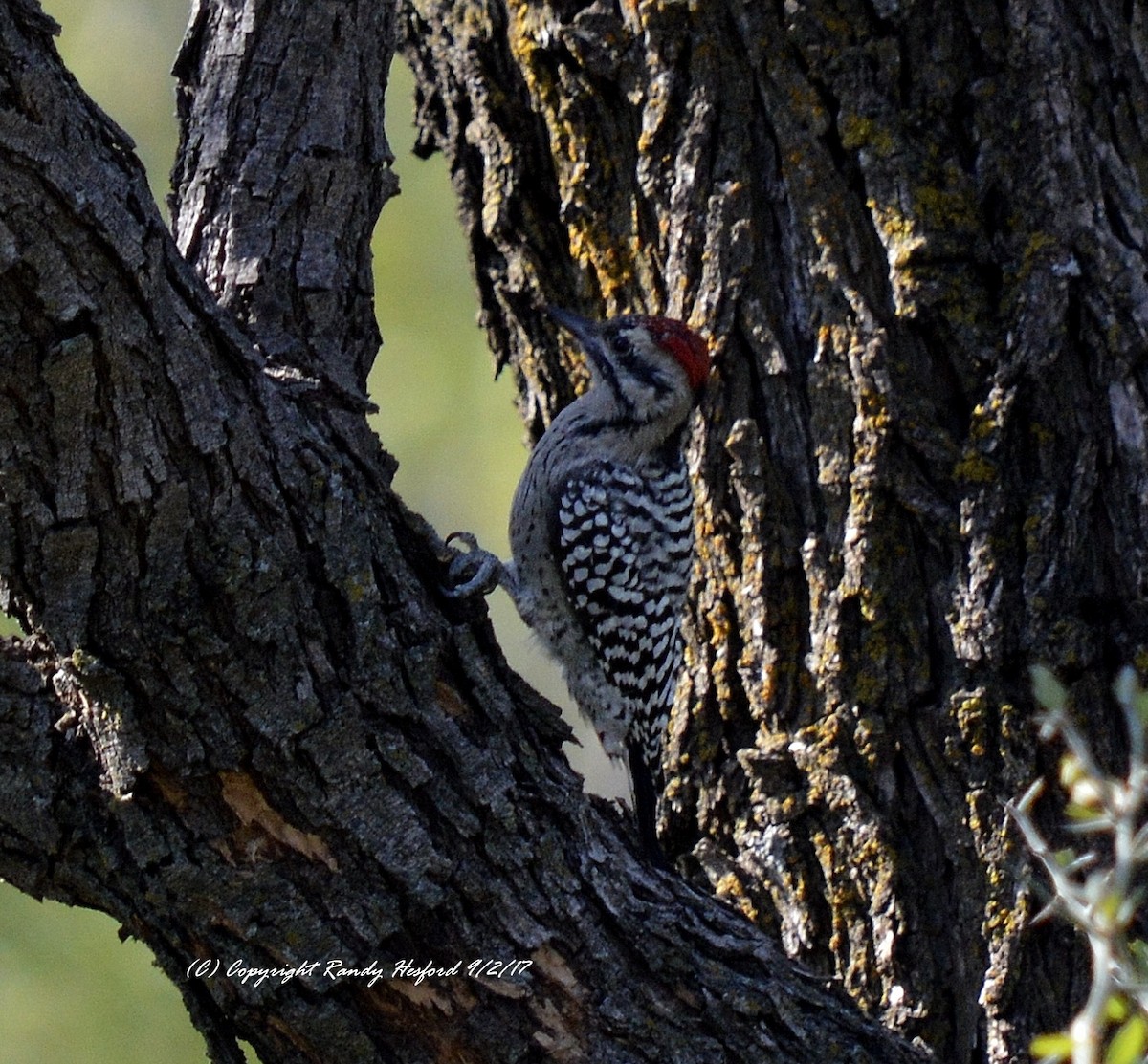 Golden-fronted Woodpecker - ML131873901