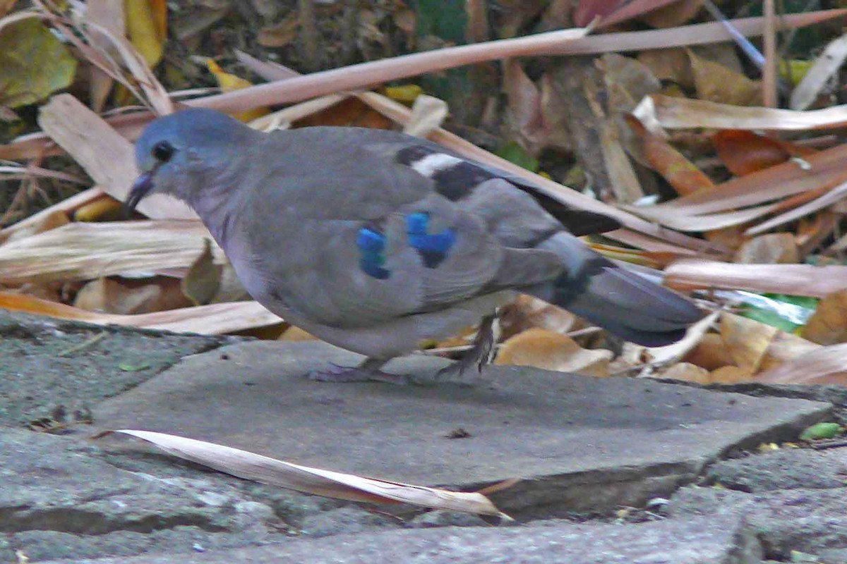 Emerald-spotted Wood-Dove - Larry Sirvio