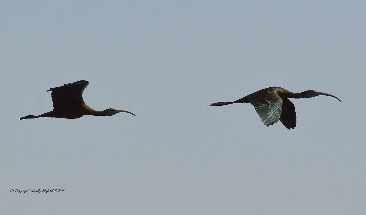 ibis americký - ML131874241