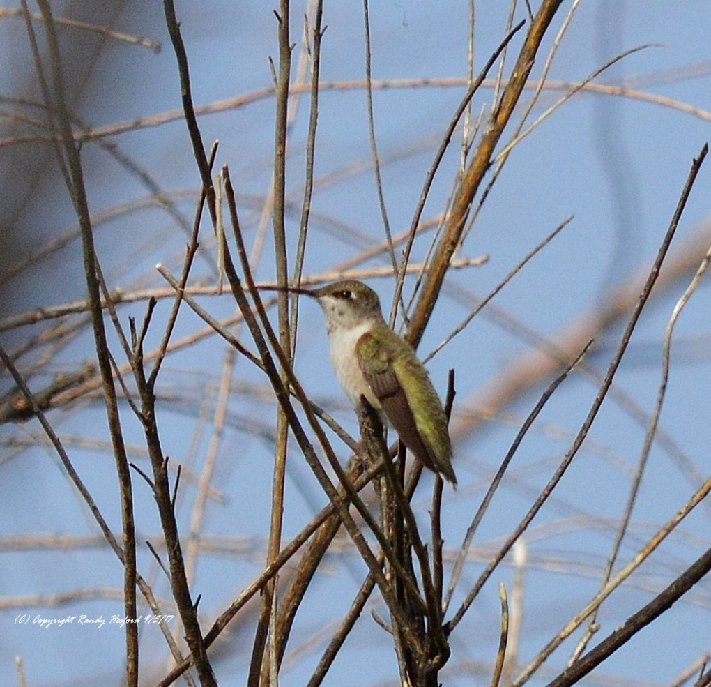 Black-chinned Hummingbird - ML131874351