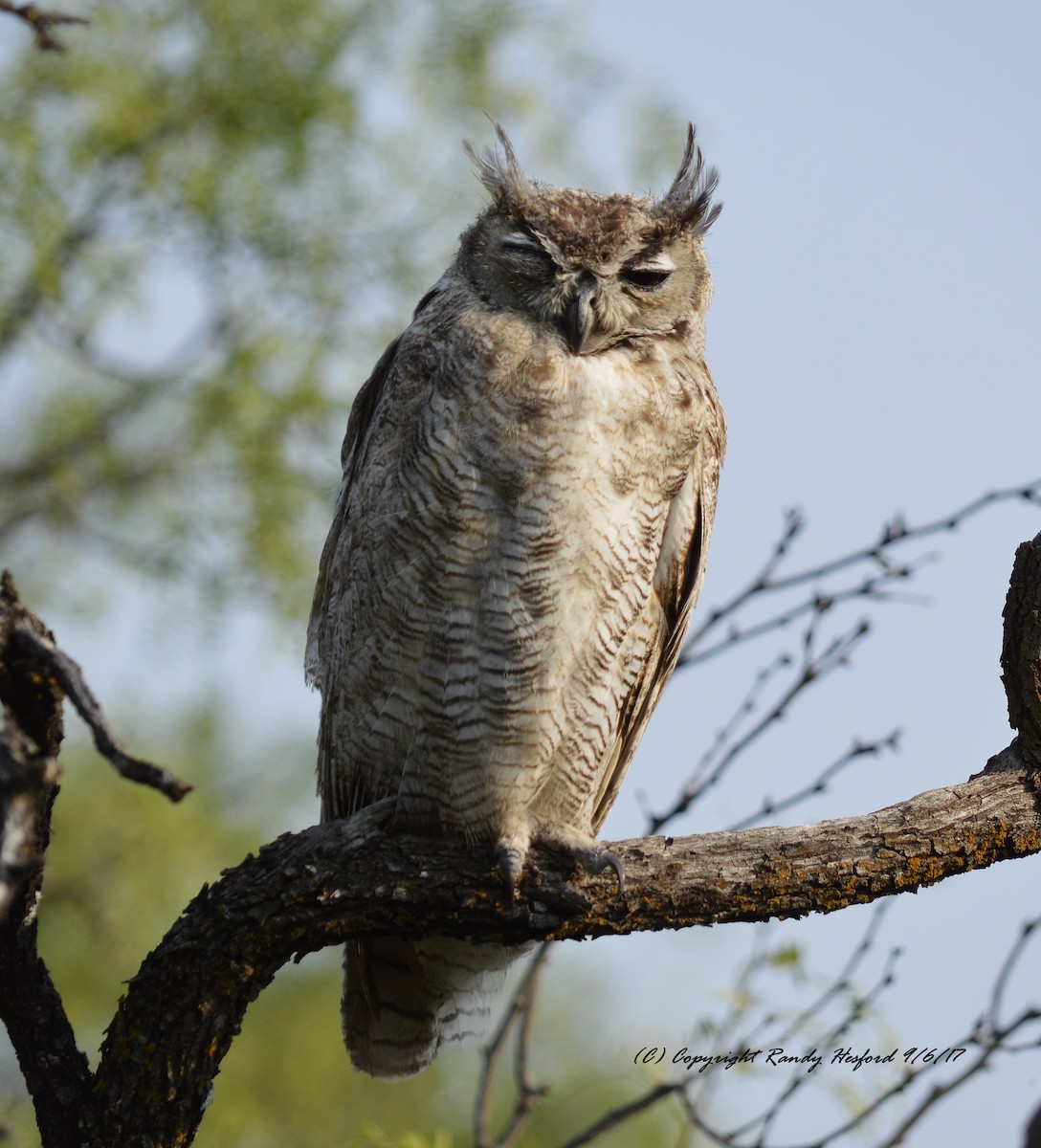 Great Horned Owl - ML131874471