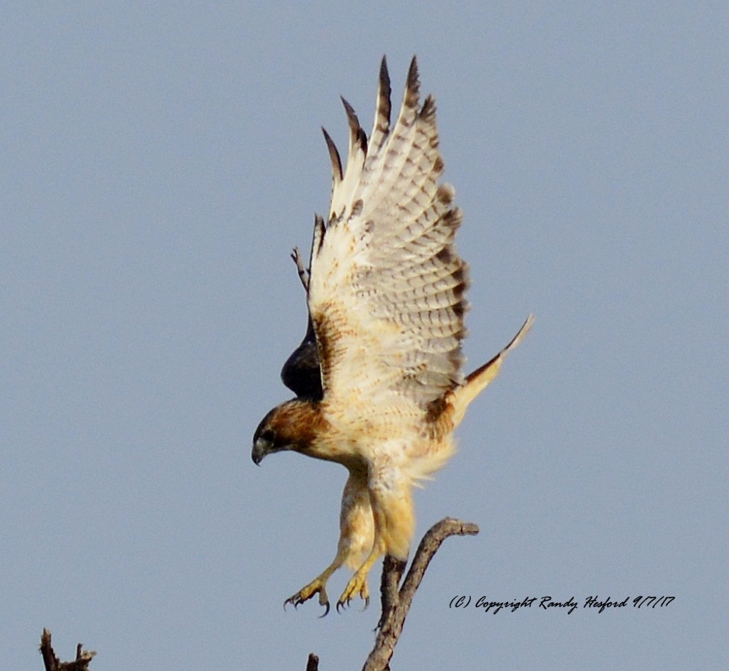 Red-tailed Hawk - ML131874671