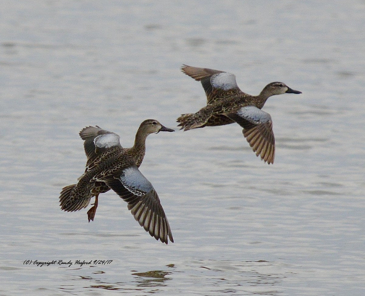 Blue-winged Teal - ML131876071