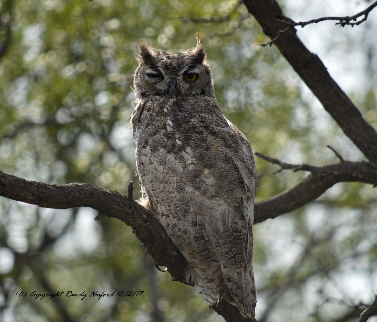 Great Horned Owl - ML131877681