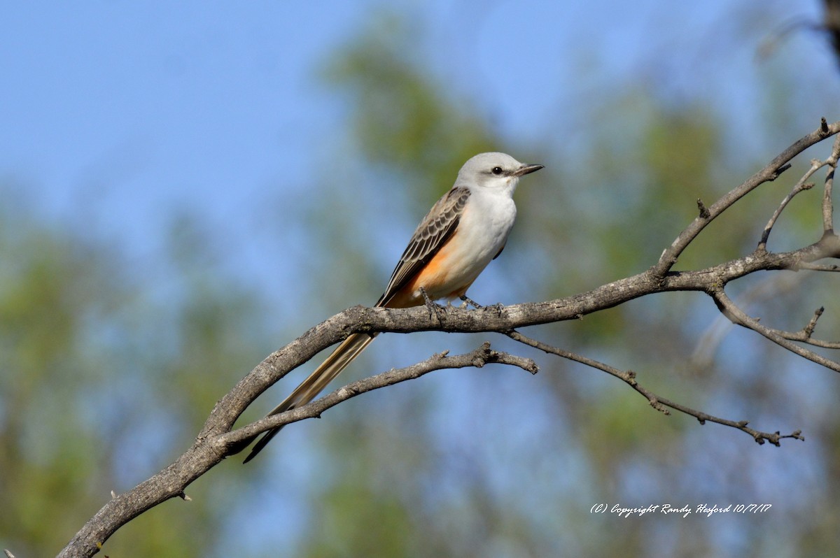 Scissor-tailed Flycatcher - Randy Hesford