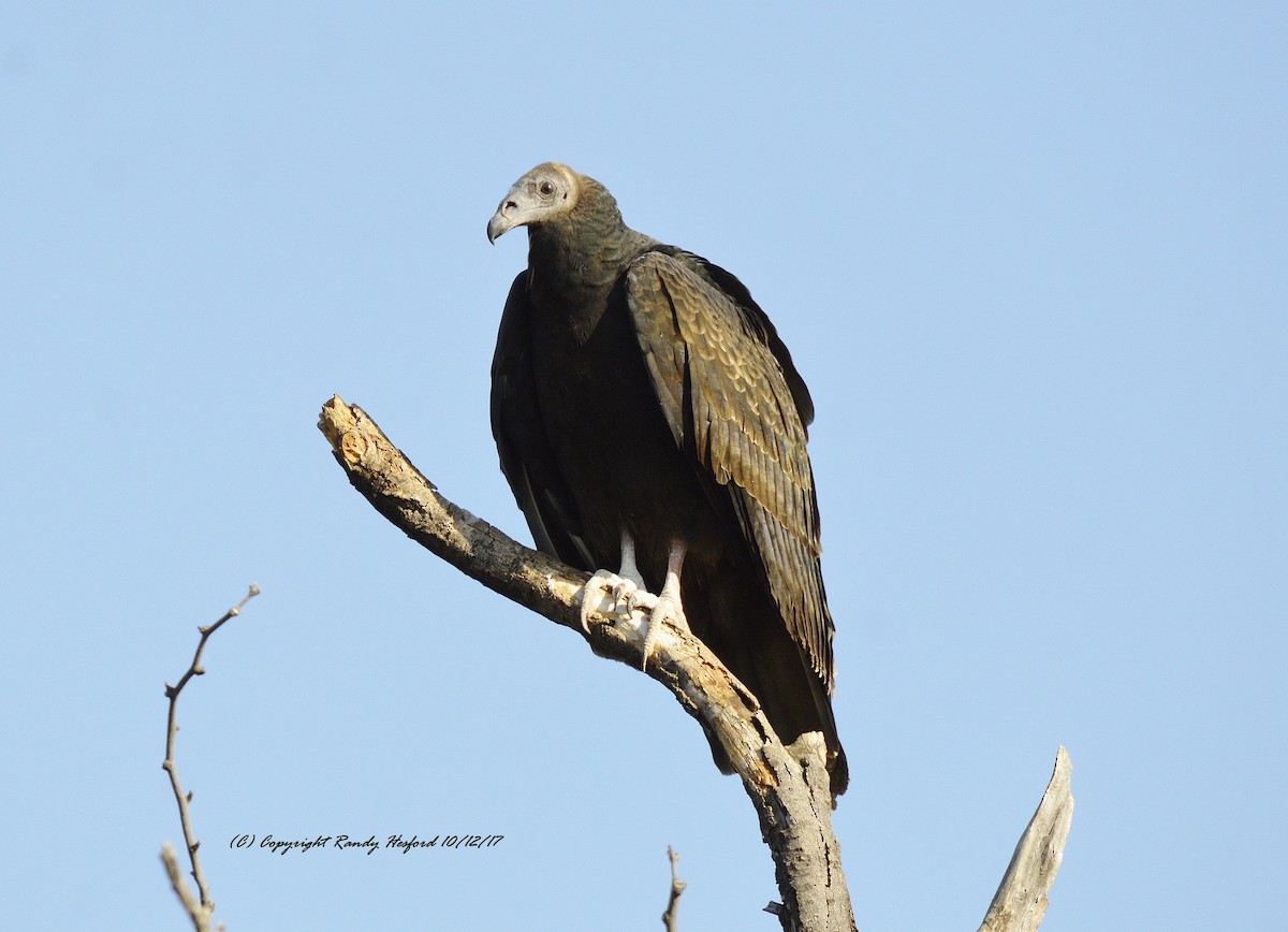 Turkey Vulture - ML131879211
