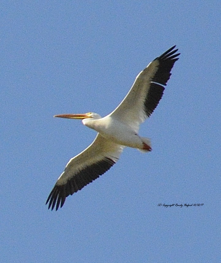 American White Pelican - ML131879301