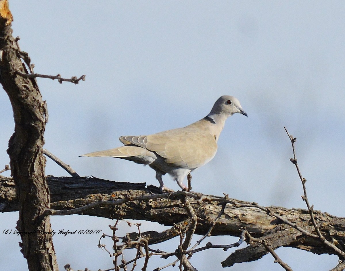 Eurasian Collared-Dove - ML131880001